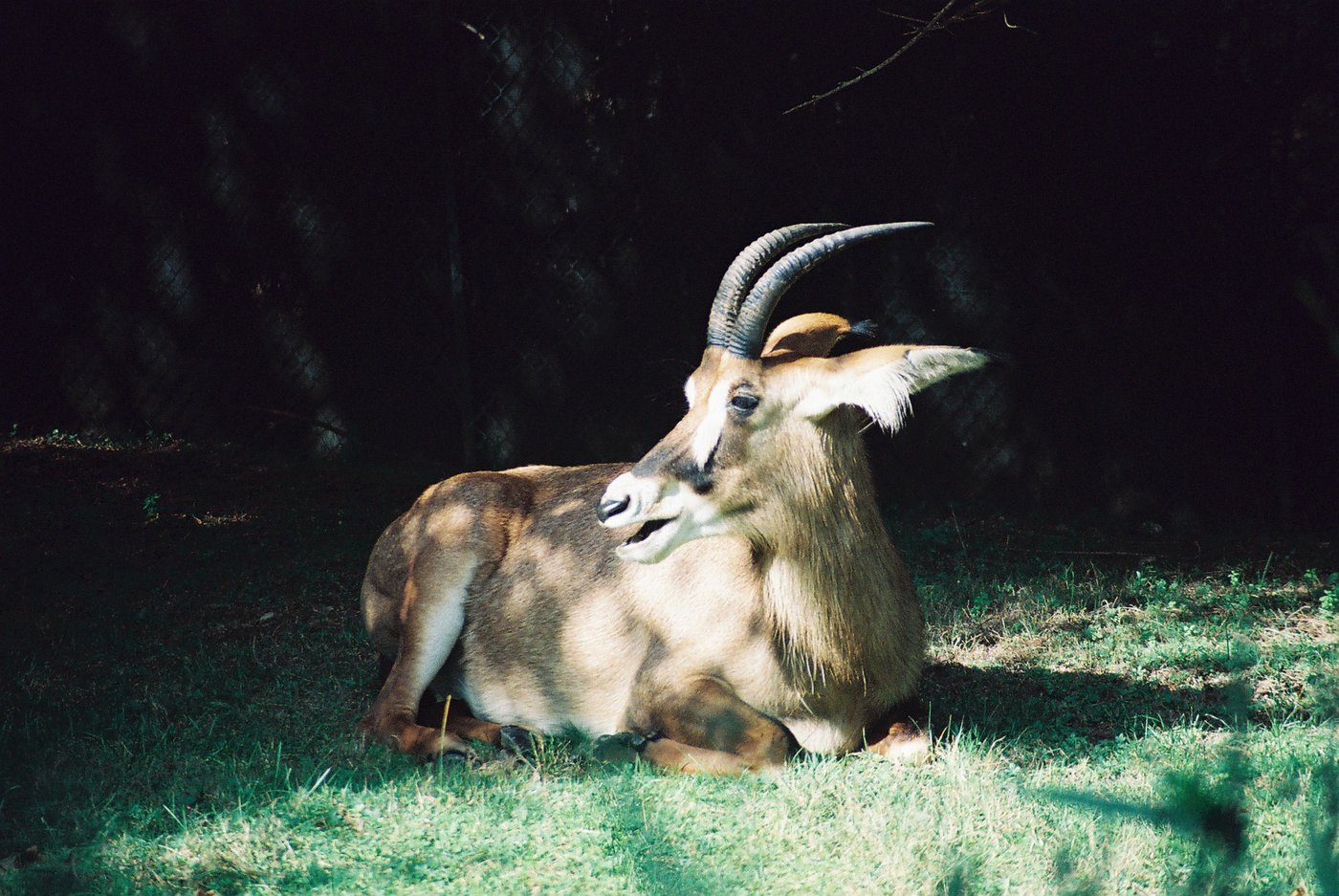 Antilope cavallina accovacciata sull'erba, colpita da una lama di sole che la stacca da un fondo completamente nero, corna ricurve e orecchie tese. Fotografia analogica di animali su pellicola a colori 35mm.