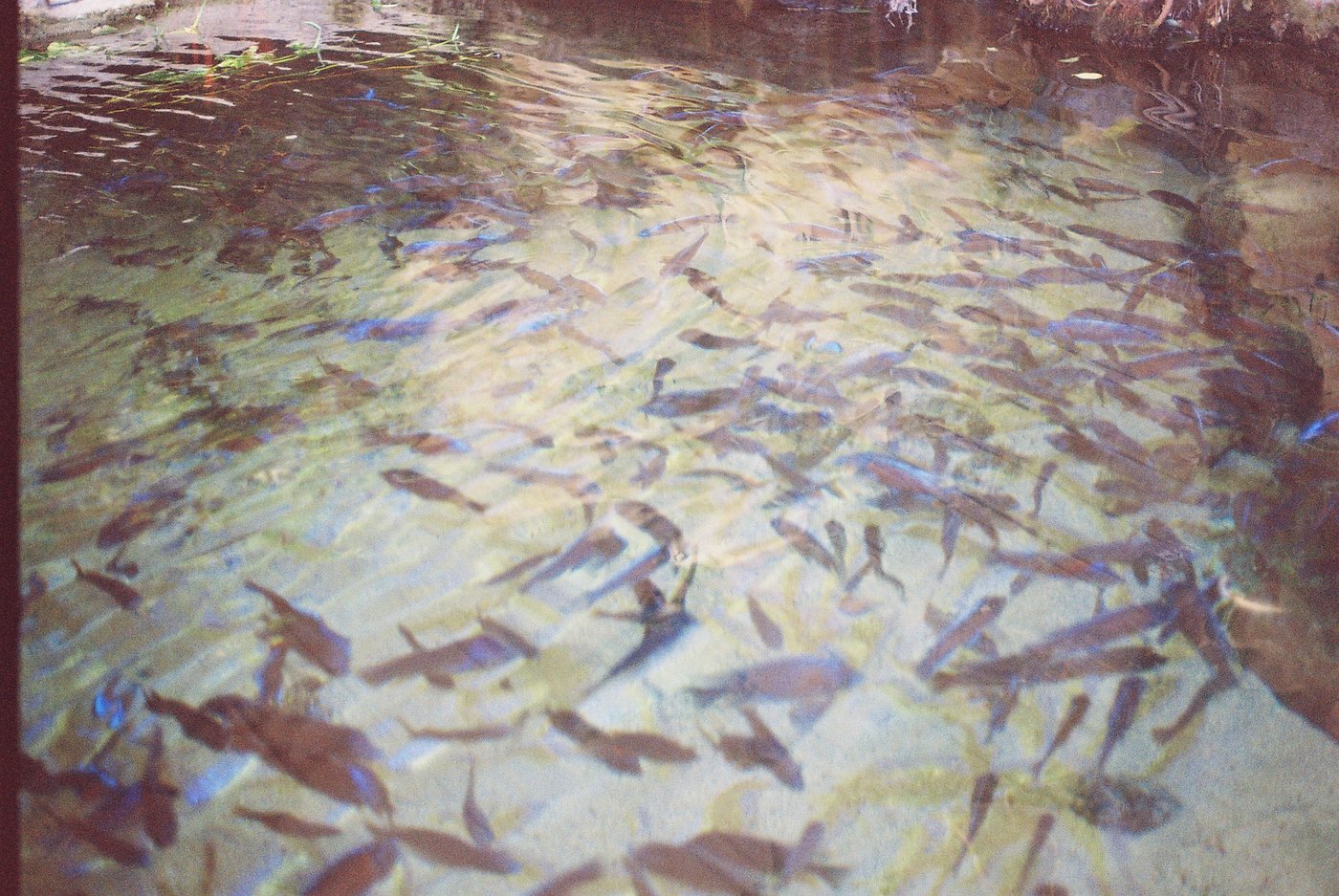 Banco di pesci che nuota in acqua bassa e limpida, ombre e riflessi di luce che si muovono sul fondo chiaro. Fotografia analogica su pellicola a colori 35mm.
