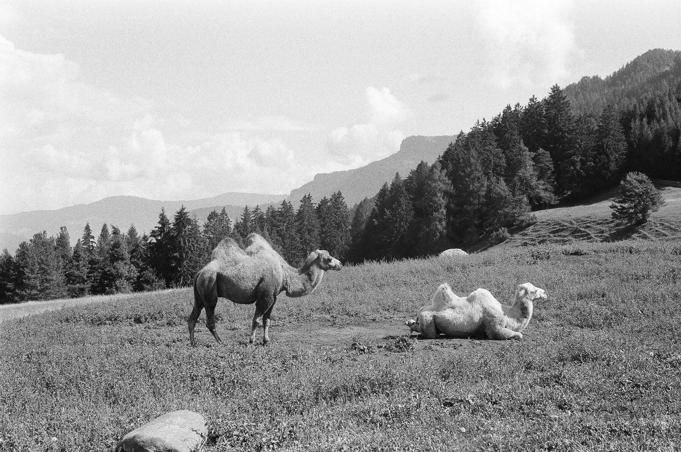 Due cammelli battriani in un pascolo di montagna, uno in piedi e uno accovacciato, con i boschi di abeti e le cime sullo sfondo. Fotografia analogica in bianco e nero su pellicola 35mm, scattata con Minolta Hi-Matic 7s in Alto Adige.