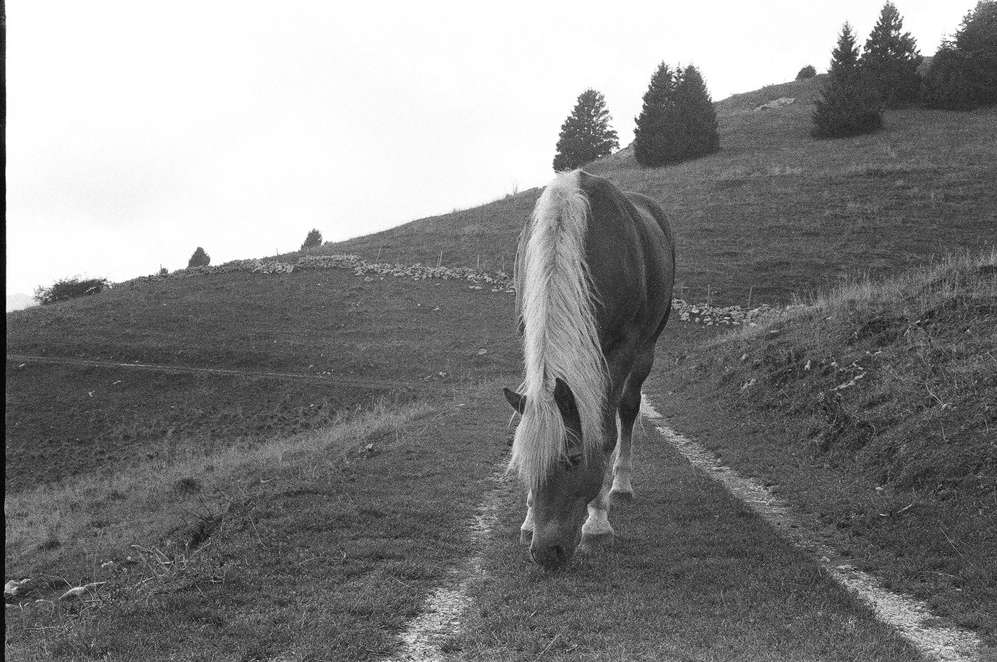 Cavallo dalla lunga criniera chiara che bruca tra le due tracce di un sentiero erboso, con muretti a secco e abeti sparsi sul pendio alle spalle. Fotografia analogica in bianco e nero su pellicola 35mm, scattata con Minolta Hi-Matic 7s.