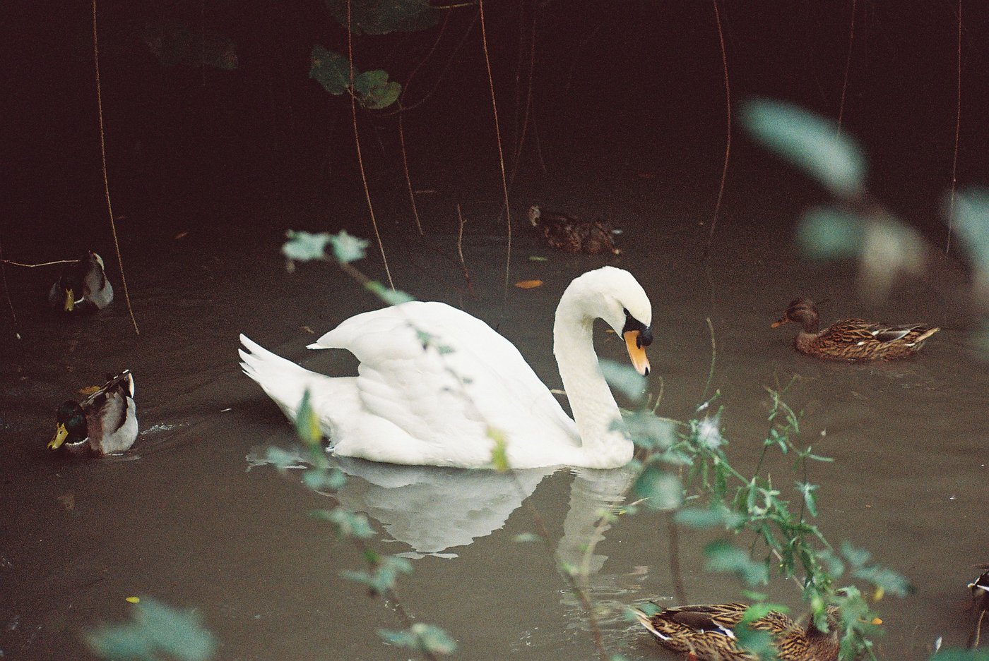 Cigno bianco che scivola sull'acqua scura di uno stagno tra le anatre, riflesso sotto di sé e rami sfocati in primo piano. Fotografia analogica su pellicola a colori 35mm.