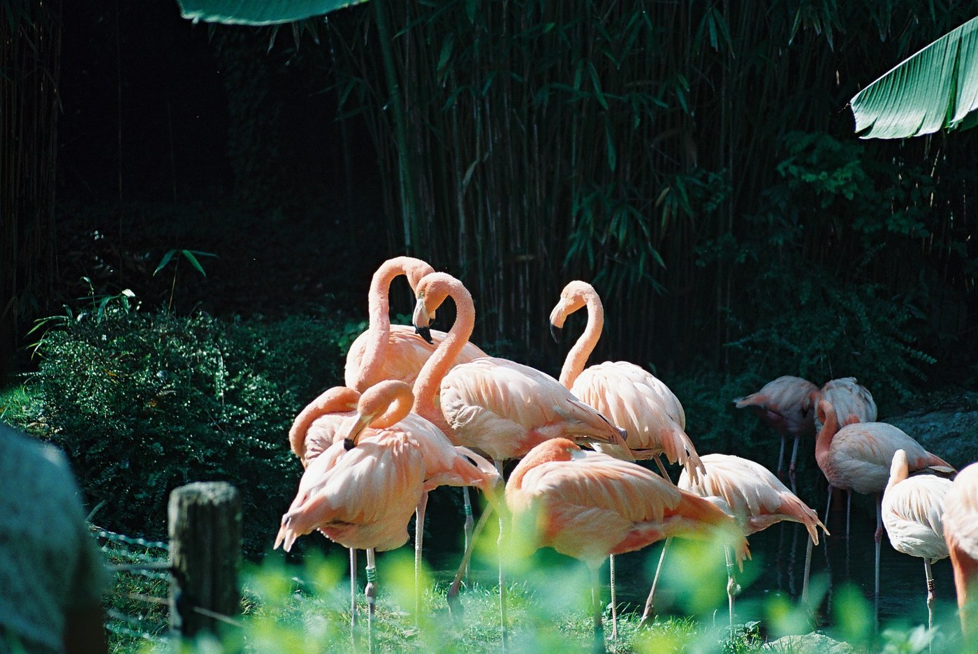 Gruppo di fenicotteri rosa in piedi sull'erba davanti a una parete scura di bambù, colli intrecciati e piume in pieno sole. Fotografia analogica su pellicola a colori 35mm.