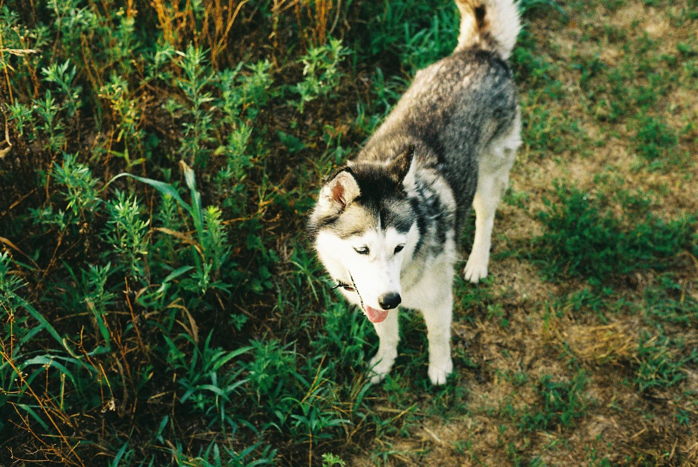 Husky tra l'erba alta nella luce calda del tramonto, sguardo basso e lingua di fuori. Fotografia analogica su pellicola 35mm scattata con Minolta Hi-Matic 7s e obiettivo Rokkor 45mm.