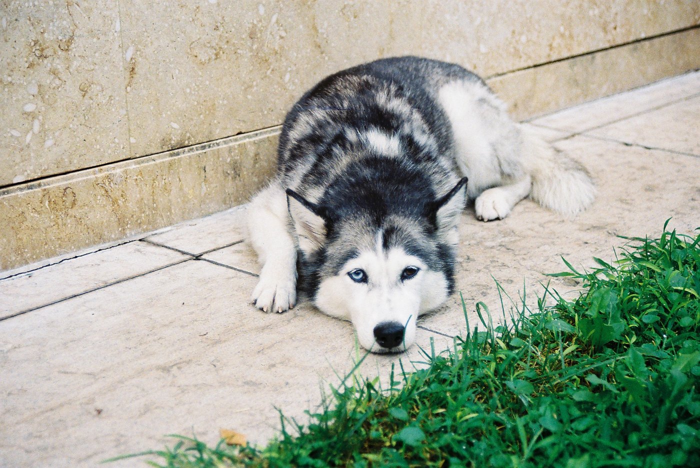 Husky dagli occhi azzurri sdraiato sul pavimento di pietra accanto all'erba, muso appoggiato alle zampe. Ritratto su pellicola a colori 35mm con Canon AE-1 Program.