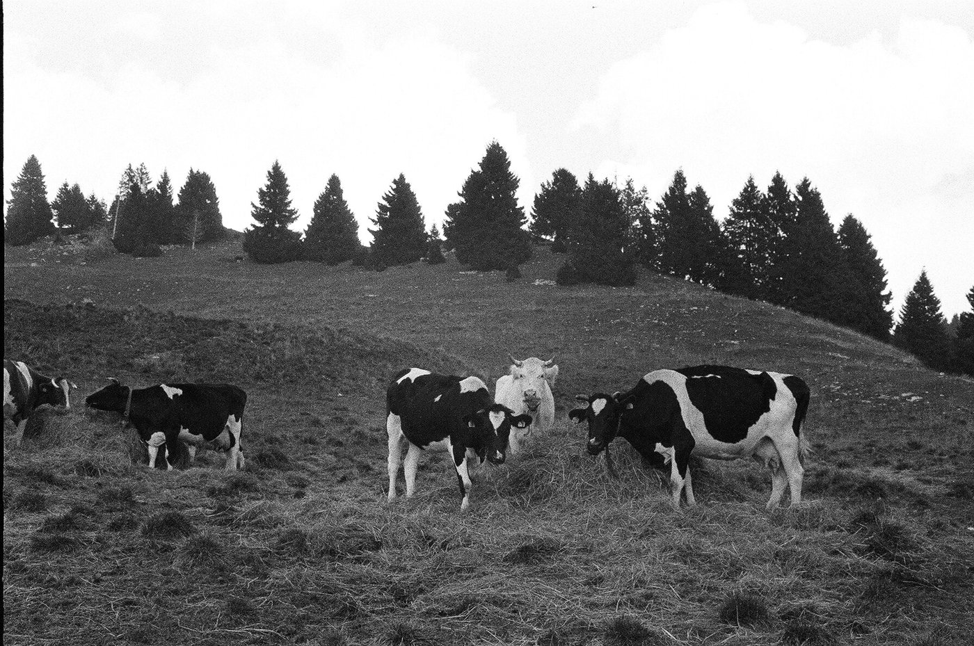 Mucche pezzate al pascolo che mangiano il fieno su un prato in pendenza, con una vacca chiara che guarda in camera e una fila di abeti sul crinale. Fotografia analogica in bianco e nero su pellicola 35mm, scattata con Minolta Hi-Matic 7s.