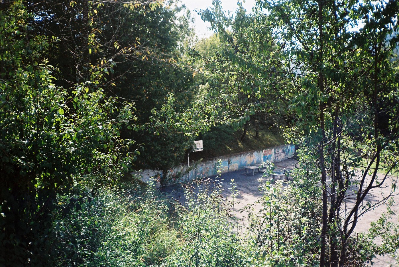 Muro dipinto intravisto tra i rami di un bosco, con la strada che ci passa accanto. Fotografia analogica su pellicola a colori 35mm.