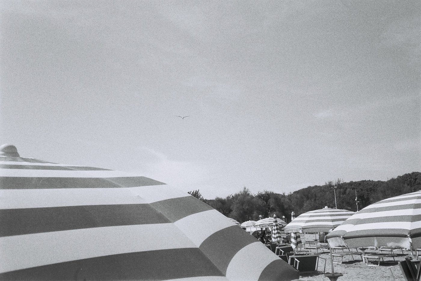 Ombrellone a righe in primo piano, file di ombrelloni e lettini sulla spiaggia e un gabbiano solitario nel cielo sopra la pineta. Fotografia analogica in bianco e nero su pellicola 35mm, scattata con Canon Snappy 50.