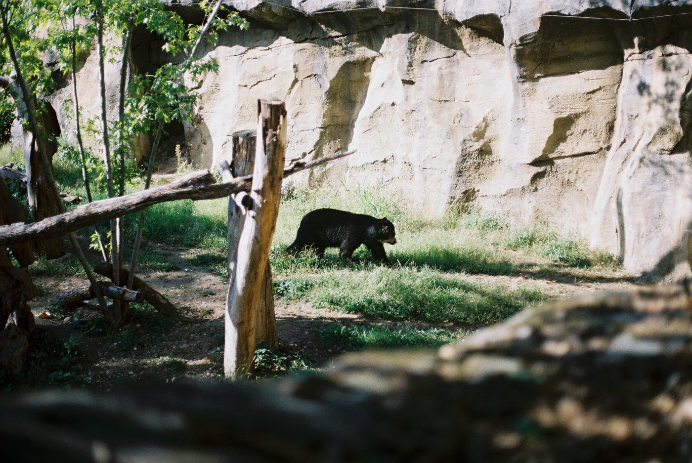 Orso dagli occhiali nero che cammina sull'erba nella luce del pomeriggio, ai piedi di una parete di roccia chiara, con un palo di legno in primo piano. Fotografia analogica di animali su pellicola a colori 35mm.