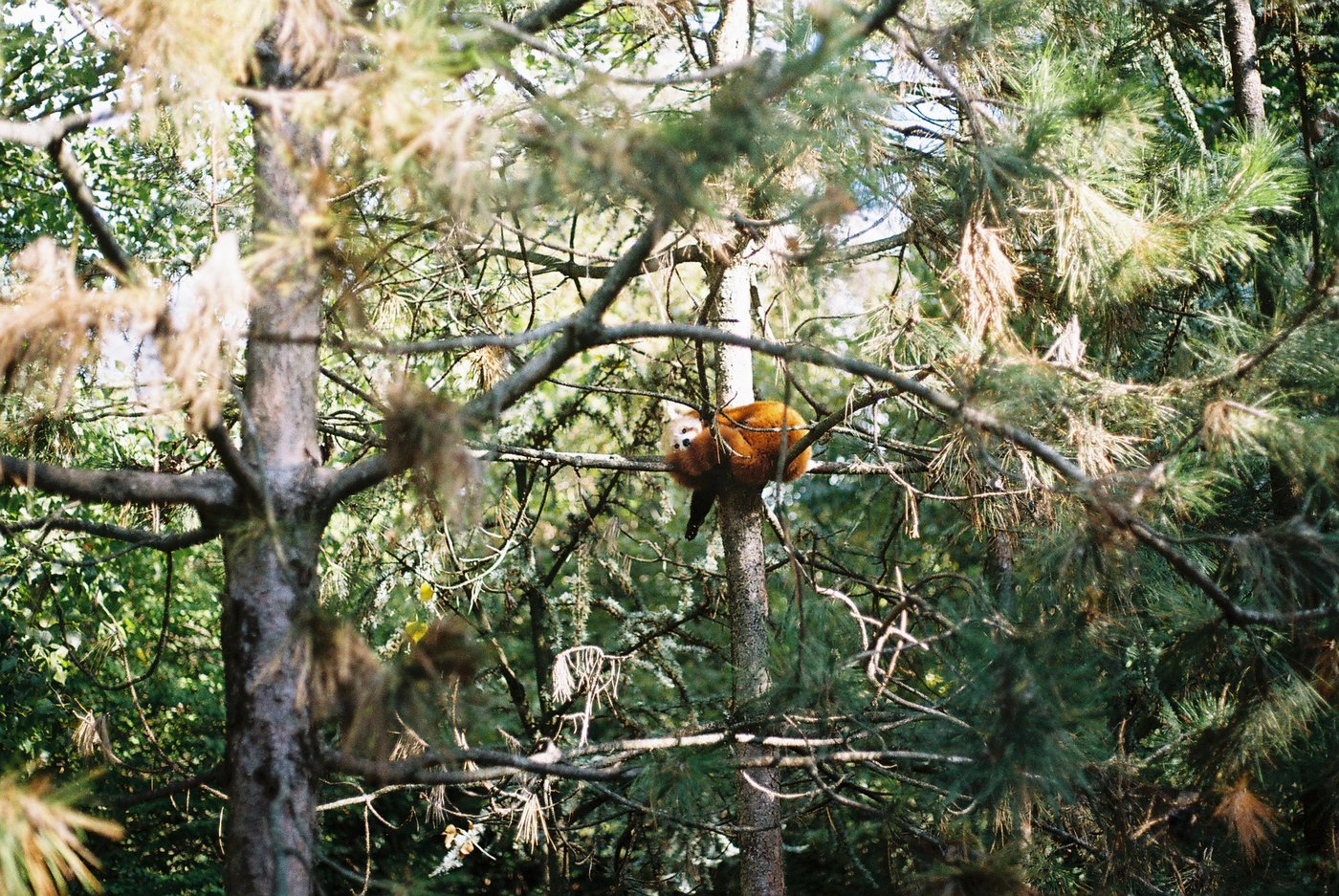 Panda rosso acciambellato su un ramo, nascosto tra gli aghi e i rami intrecciati di un grande pino. Fotografia analogica di animali su pellicola a colori 35mm.