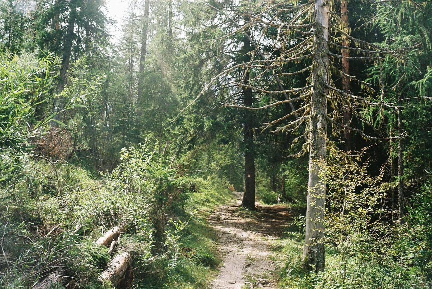 Sentiero stretto tra larici e abeti, tronchi caduti e luce filtrata dalle chiome. Fotografia analogica di bosco su pellicola Kodak Gold 200, scattata con Olympus Trip 35.