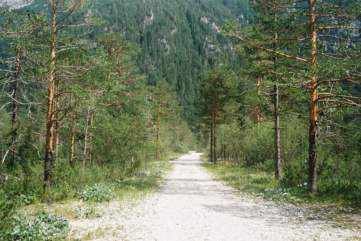 Strada sterrata bianca che si perde dritta tra i pini, con il versante boscoso della montagna a chiudere la vista. Paesaggio alpino su pellicola Kodak Gold 200, scattata con Olympus Trip 35.