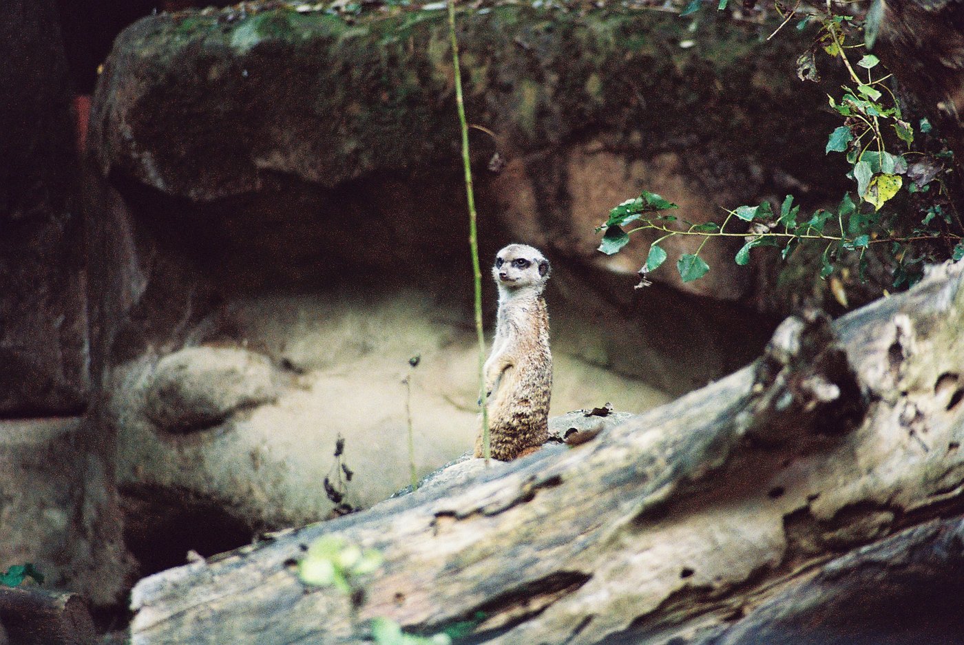 Suricato ritto sulle zampe posteriori dietro un tronco caduto, sguardo vigile verso destra davanti alla roccia. Fotografia analogica di animali su pellicola a colori 35mm.